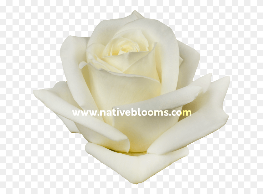 633x560 White Roses Garden Roses, Rose, Flower, Plant HD PNG Download