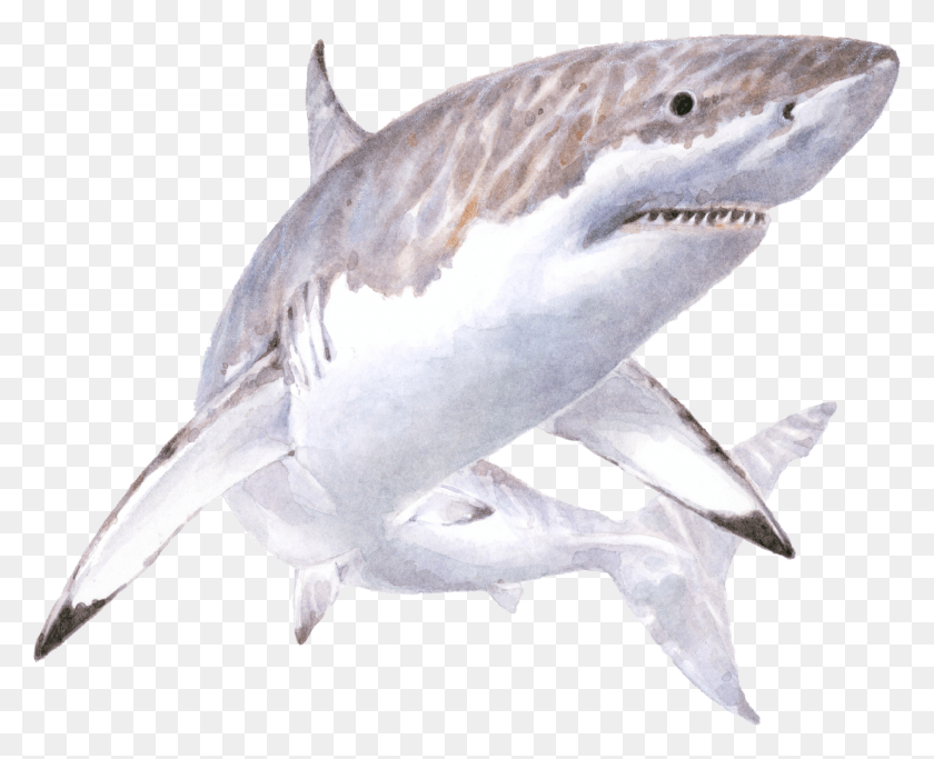 1832x1464 Иллюстрация Белой Акулы Большая Белая Акула, Морская Жизнь, Рыба, Животное Hd Png Скачать