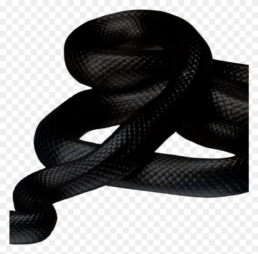 1025x1009 White Snake Black Background, Reptile, Animal, King Snake HD PNG Download