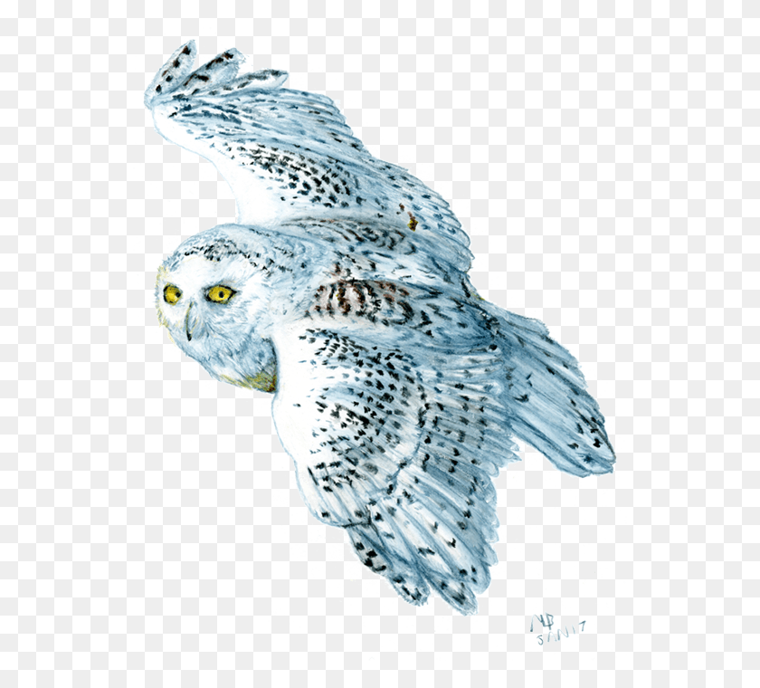 548x700 White Snowy Owl In Flight Snowy Owl Drawing Flying, Bird, Animal, Chicken HD PNG Download