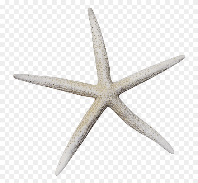 735x717 Белая Морская Звезда Сухая Морская Звезда, Морская Жизнь, Животное, Беспозвоночные Hd Png Скачать