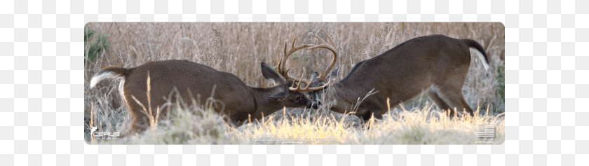 601x177 White Tailed Deer, Elk, Wildlife, Mammal HD PNG Download
