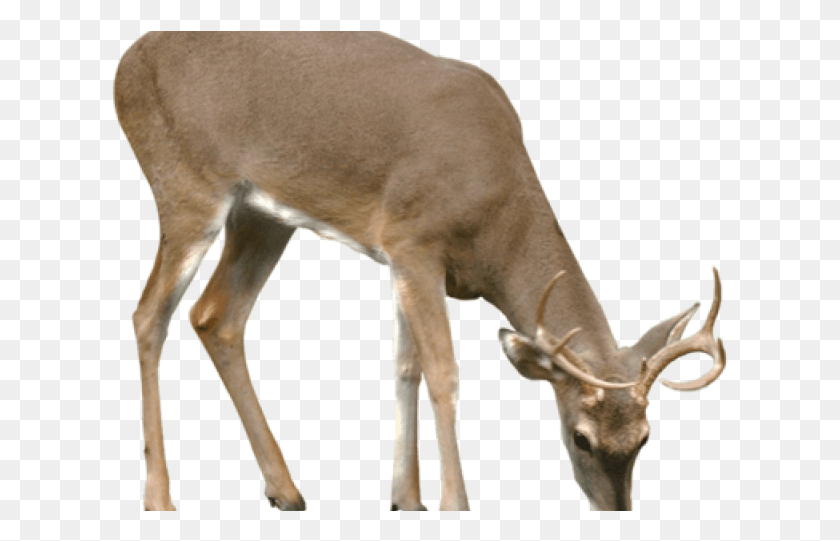 619x481 White Tailed Deer Clipart Transparent Background Reindeer, Antelope, Wildlife, Mammal HD PNG Download