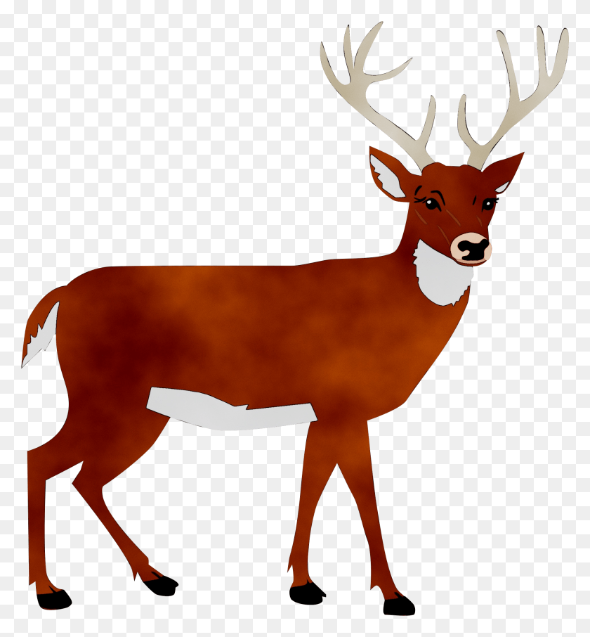 1927x2092 White Tailed Deer Portable Network Graphics Clip Art Deer Clipart, Elk, Wildlife, Mammal HD PNG Download