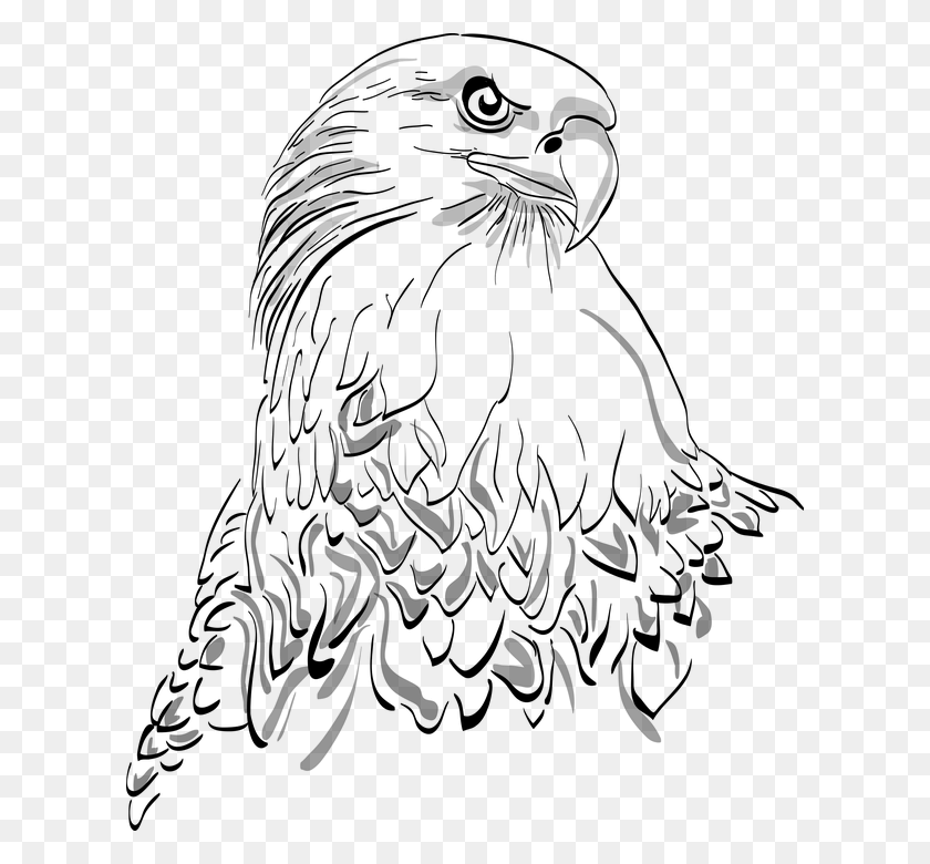 612x720 White Tailed Eagle Clipart Large Bird Eagle, Gray, World Of Warcraft HD PNG Download