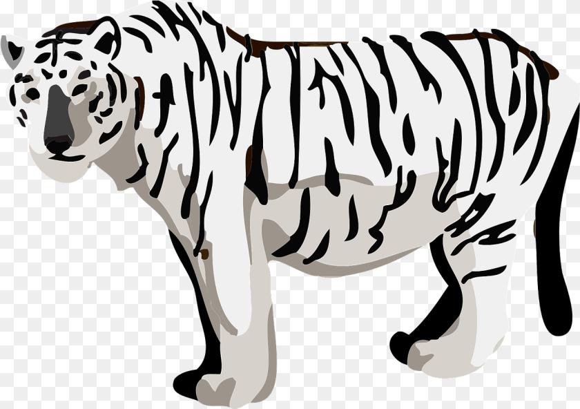 1281x903 White Tiger Animal Clipart Download Creazilla Tiger, Stencil, Baby, Person, Mammal Transparent PNG