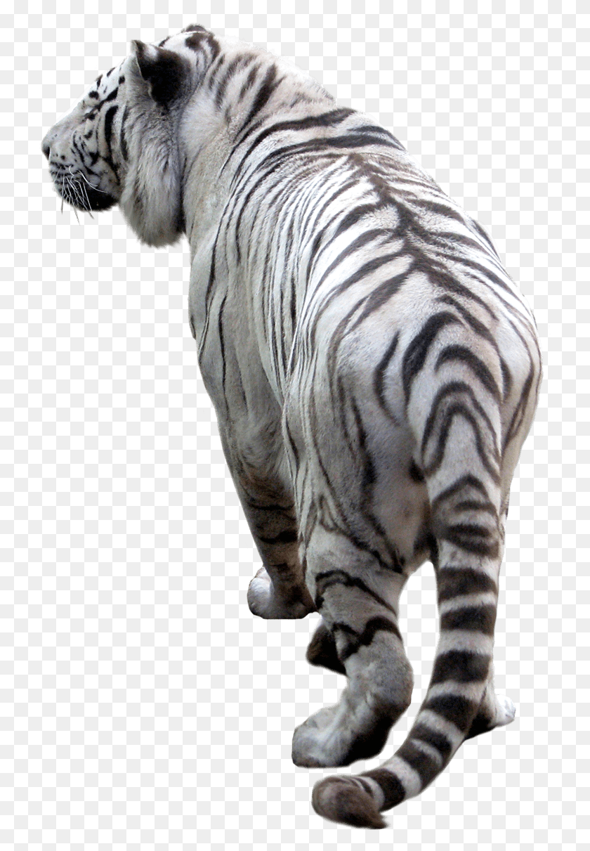 729x1151 White Tiger Back Transparent Background White Tiger, Wildlife, Mammal, Animal HD PNG Download