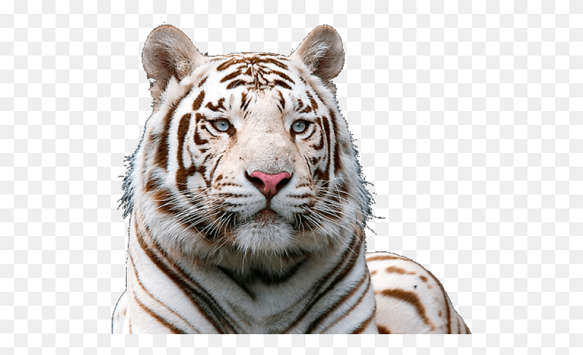 520x451 White Tiger Clipart Transparent Background White Tiger Face, Wildlife, Mammal, Animal HD PNG Download