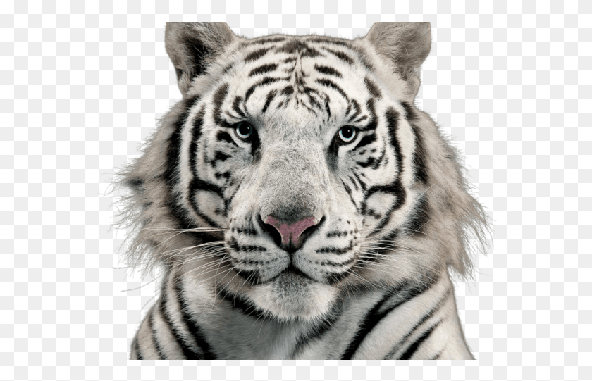 570x481 Png Белый Тигр На Прозрачном Фоне