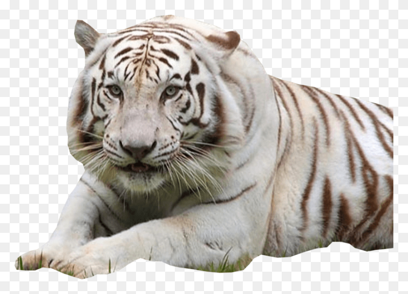 857x600 Белый Тигр У Вымирающих Животных, Дикая Природа, Млекопитающее, Животное Png Скачать