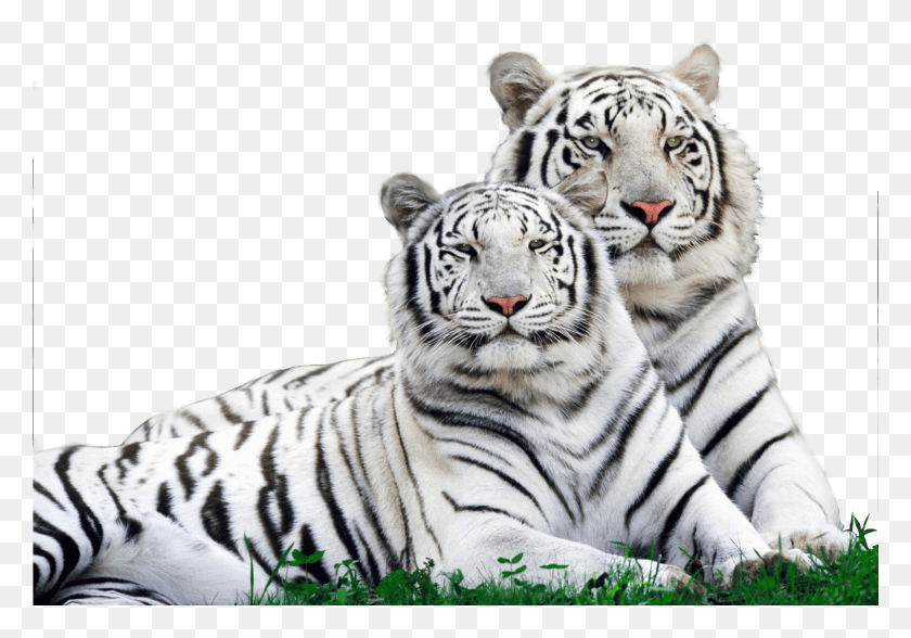 1601x1085 Tigre Blanco Safari Logo Animales Salvajes Alrededor De Nosotros, La Vida Silvestre, Mamíferos, Animal Hd Png