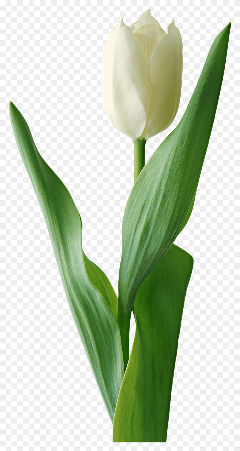 1429x2779 Белый Тюльпан Цветок, Растение, Цветок, Лепесток Hd Png Скачать