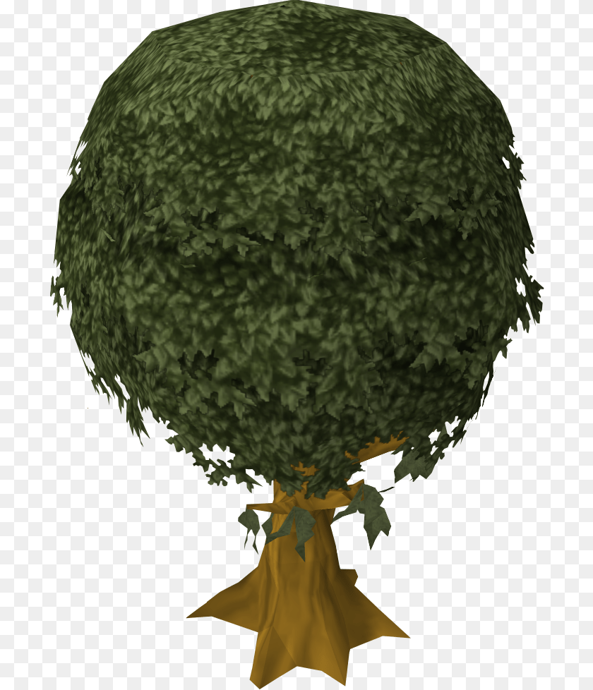 701x978 White Walnut, Plant, Sphere, Tree, Vegetation Transparent PNG