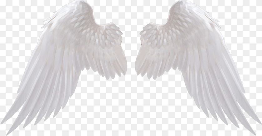 987x515 White Wings Angel Wings, Animal, Bird, Vulture, Flying Clipart PNG