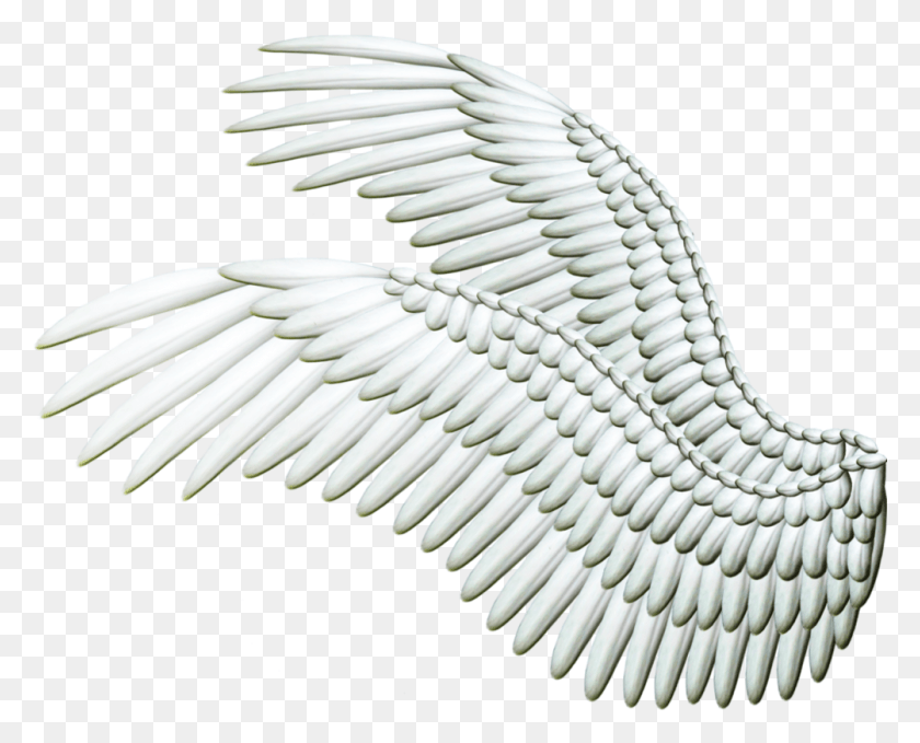 1003x796 White Wings Image Wings Dove Wing White Wings Angel Wings Wing, Bird, Animal, Waterfowl HD PNG Download