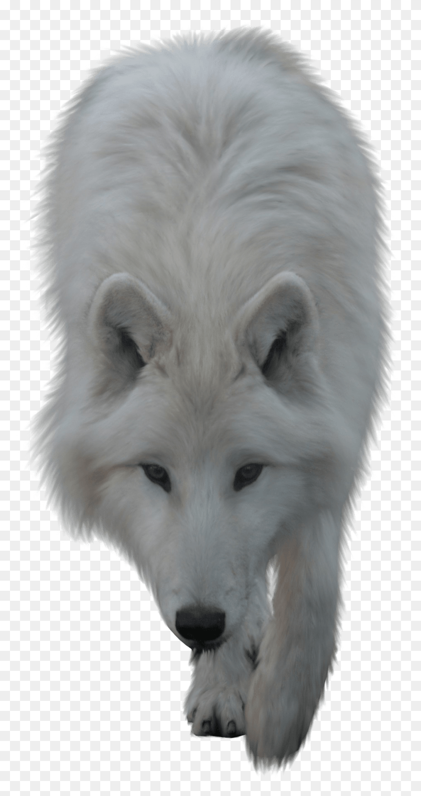 940x1845 White Wolf No Background, Dog, Pet, Canine HD PNG Download