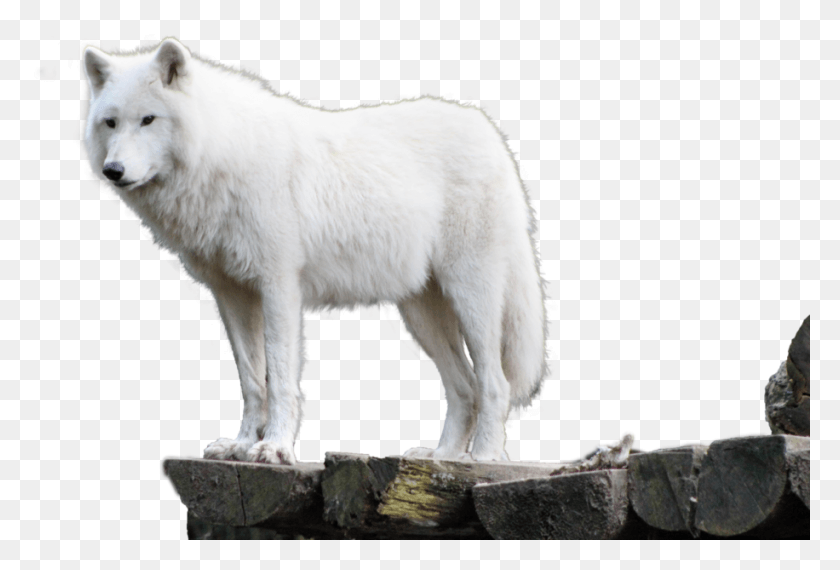 916x599 Белый Волк Белый Волк Прозрачный Фон, Млекопитающее, Животное, Собака Hd Png Скачать