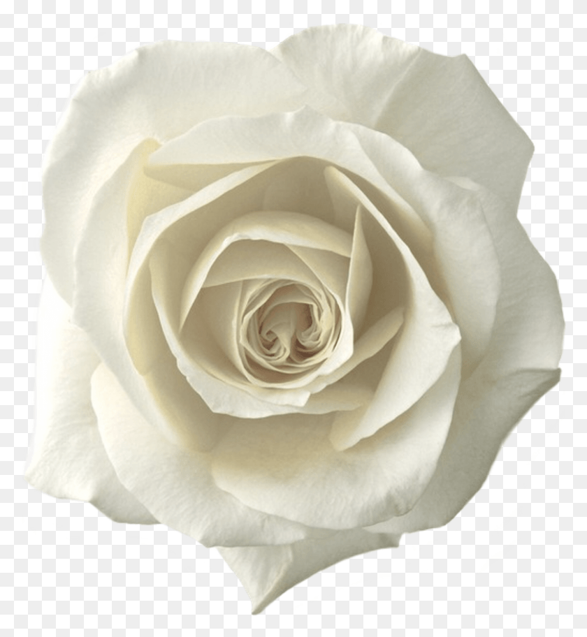 804x879 Белая Роза Наклейка Желтая Роза Tumblr, Роза, Цветок, Растение Hd Png Скачать