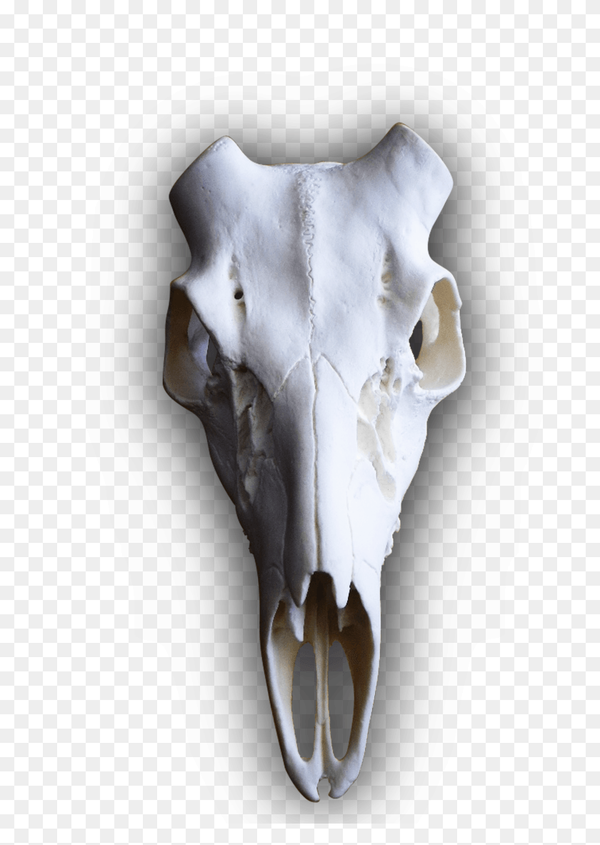 2197x3165 Cráneo De Venado Png