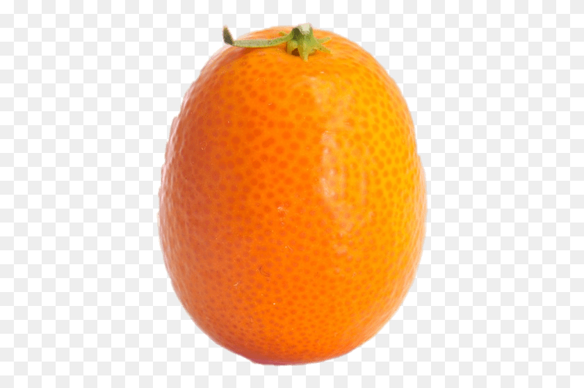 394x498 Whole Kumquat Kumquat Fruit, Citrus Fruit, Plant, Food HD PNG Download