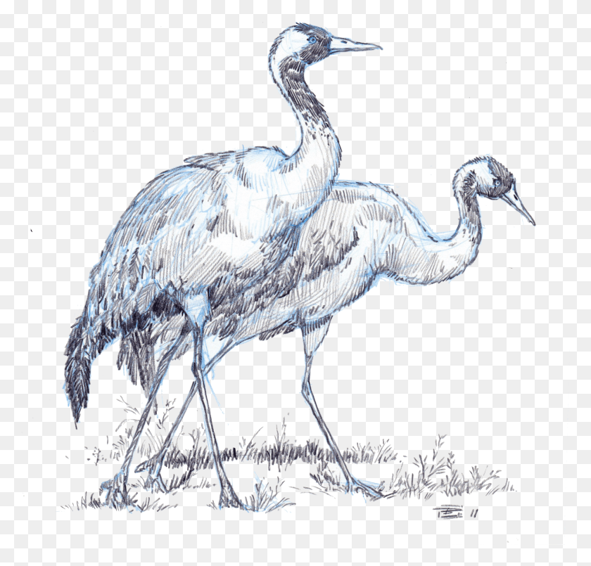 1398x1337 Whooping Crane Sketch, Bird, Animal, Crane Bird HD PNG Download