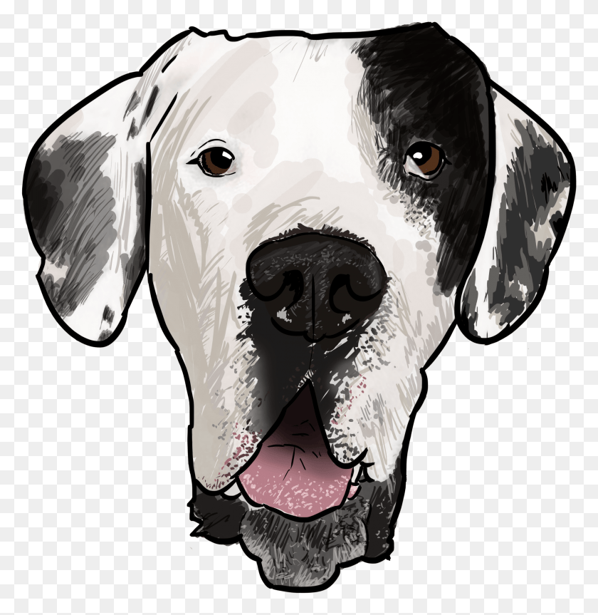 2162x2226 Why Are You A Great Dane Dalmatian, Canine, Mammal, Animal HD PNG Download