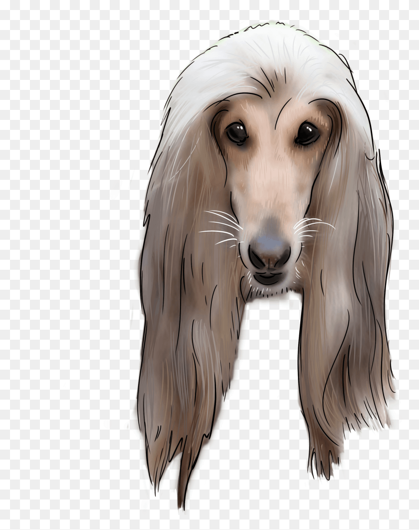 2338x3001 Why Are You An Afghan Hound Afghan Hound, Dog, Pet, Canine HD PNG Download