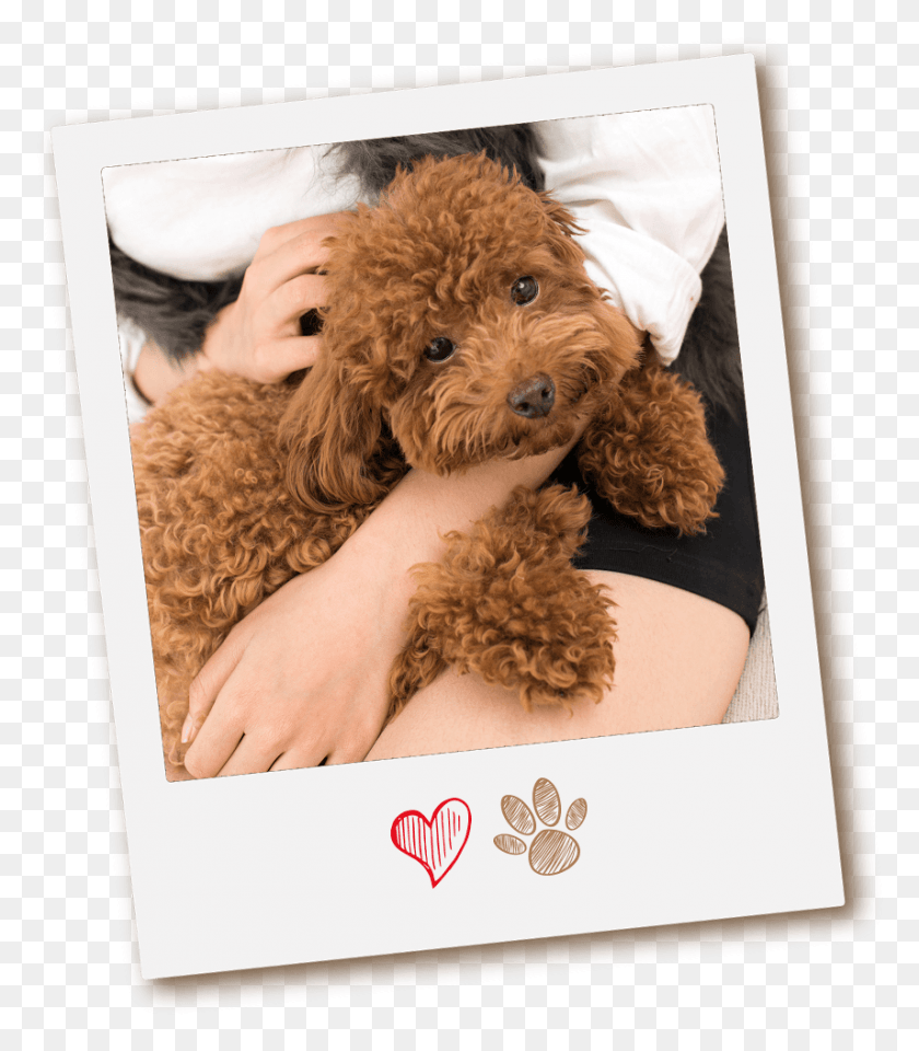 856x988 Why Conga39S Mobile Pet Grooming Labradoodle, Dog, Canine, Animal Descargar Hd Png