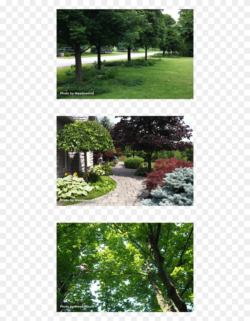 460x1015 Why Do We Prune Yard, Outdoors, Garden, Nature Descargar Hd Png