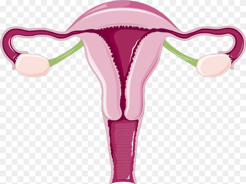 1601x1194 Why Do Women Have Periods Everything Normal Size Of Uterus In Mm, Purple, Smoke Pipe, Flower, Plant Sticker PNG