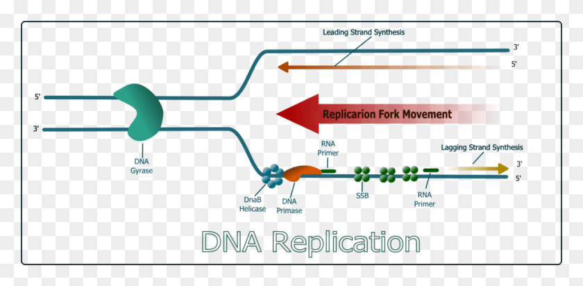958x433 Why Is Dna Replication Described As Semiconservative Dna Replication Free Vector, Text, Plot, Building HD PNG Download
