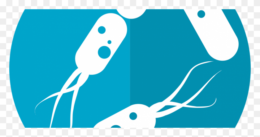 Why Use Probiotics With Antibiotics Bacteria Icon, Bird, Animal, Nature HD PNG Download