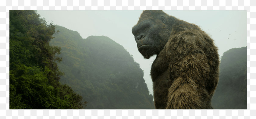 992x421 Why Vietnam Was The Perfect Location For Kong Kong Skull Island, Ape, Wildlife, Mammal HD PNG Download