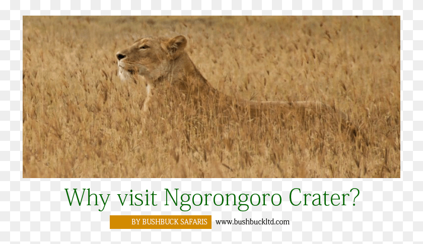 751x425 Зачем Посещать Кратер Нгоронгоро Лев, Млекопитающее, Животное, Дикая Природа Hd Png Скачать