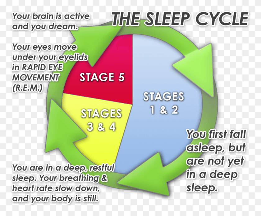 1180x963 Why Your Baby Will Never 39sleep Through The Night39 Sleep Cycles Time, Text, Plot, Word HD PNG Download
