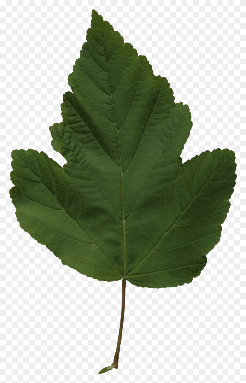 1800x2881 Widescreen Gt Pixels Maple Leaf, Leaf, Plant, Tree HD PNG Download