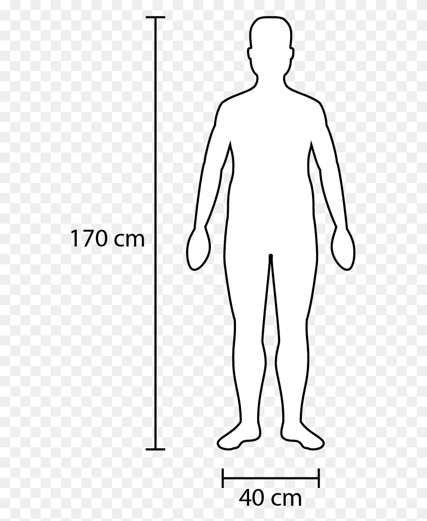 561x965 Width And Height Of A Fairly Average Adult Human Figure Scale 1, Stencil, Person HD PNG Download
