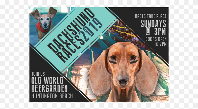 591x405 Wiener Dog Races Wiener Dog Race Flyer, Pet, Canine, Animal HD PNG Download