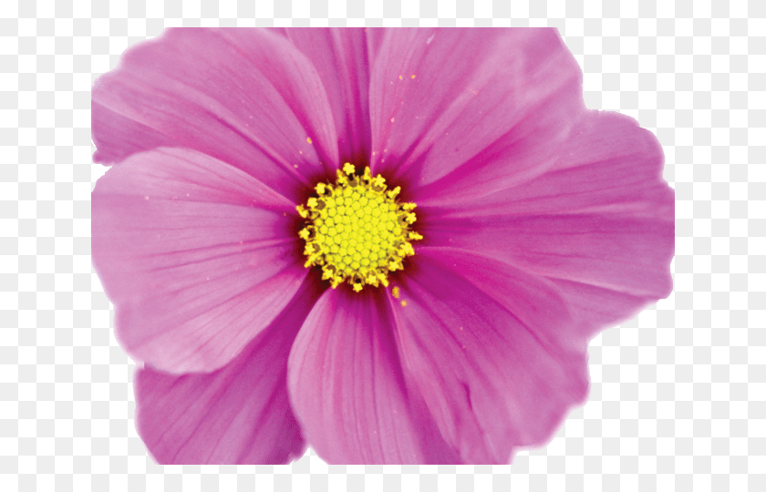 640x480 Wiethophours Callout Октябрь Рождения Цветок, Растение, Пыльца, Пыльник Hd Png Скачать