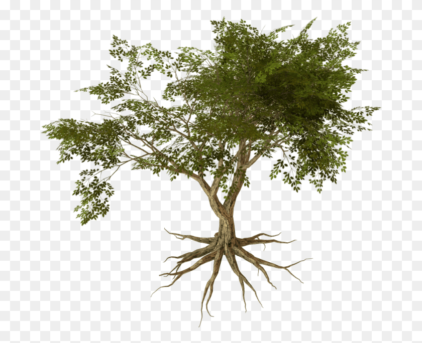 681x624 Wiggly Root Tree Pond Pine, Plant, Bonsai, Potted Plant HD PNG Download