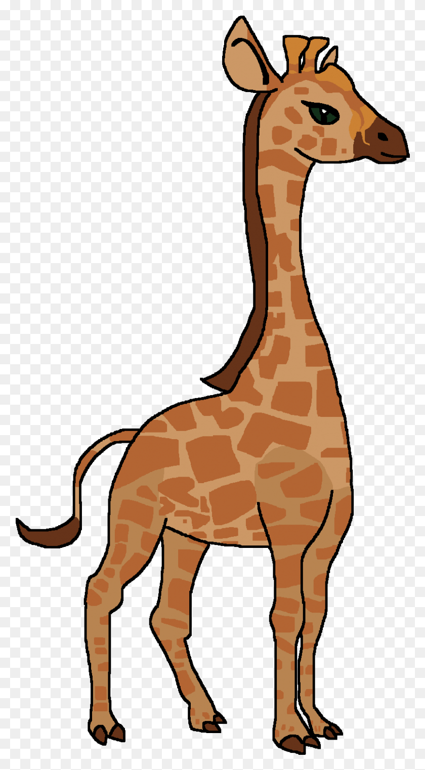 816x1530 Вики Жираф, Млекопитающее, Животное, Дикая Природа Hd Png Скачать