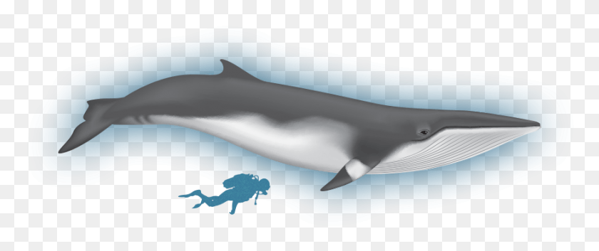 876x330 Wiki Minke Whale Short Beaked Common Dolphin, Sea Life, Animal, Mammal HD PNG Download