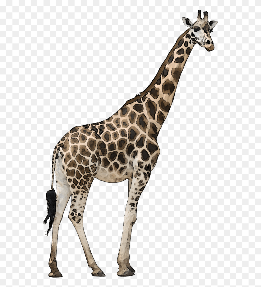 564x865 Дикие Животные Жираф, Дикая Природа, Млекопитающее, Животное Hd Png Скачать
