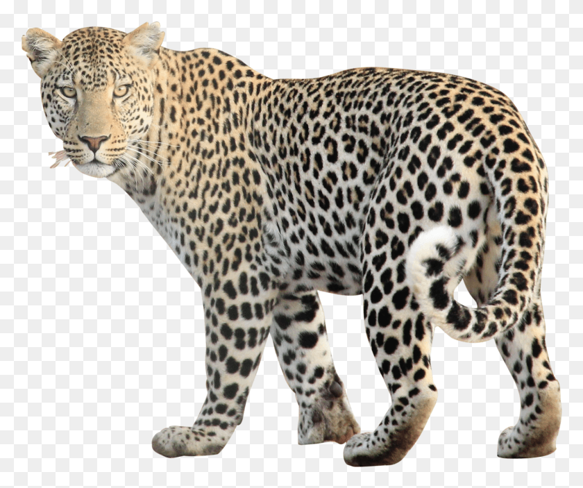 1637x1350 Wild Animals Leopard, Panther, Wildlife, Mammal HD PNG Download