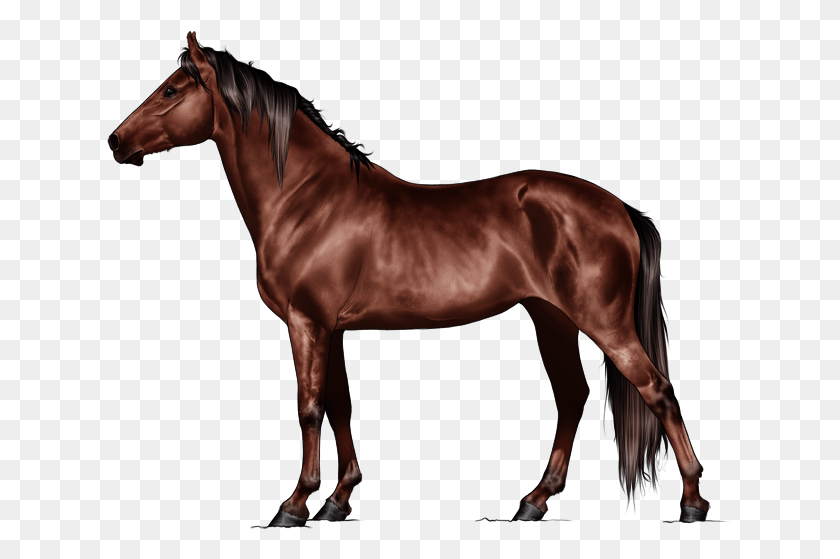 627x499 Wild Bay Photo Wildbay Breyer Horses Traditional Size Models, Horse, Mammal, Animal HD PNG Download