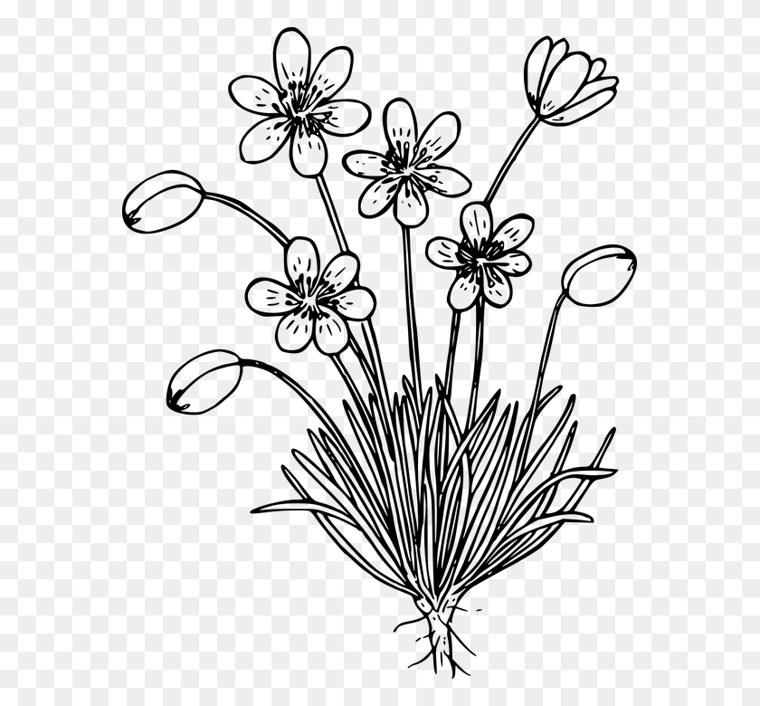 569x720 Wild Flower Black And White, Gray, World Of Warcraft HD PNG Download