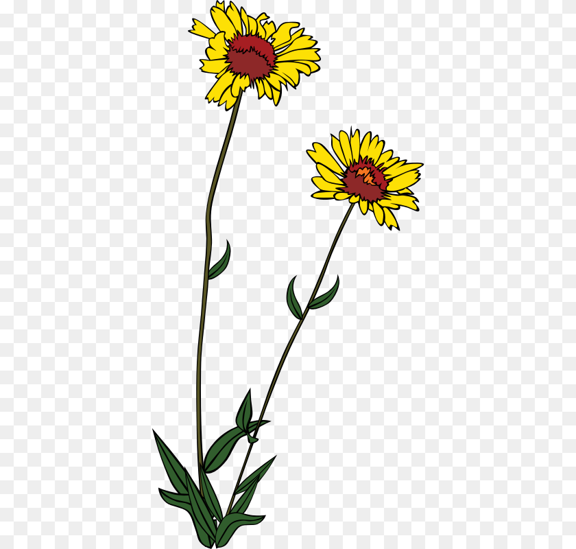 Wild Flower Clip Art, Daisy, Plant, Sunflower Clipart PNG