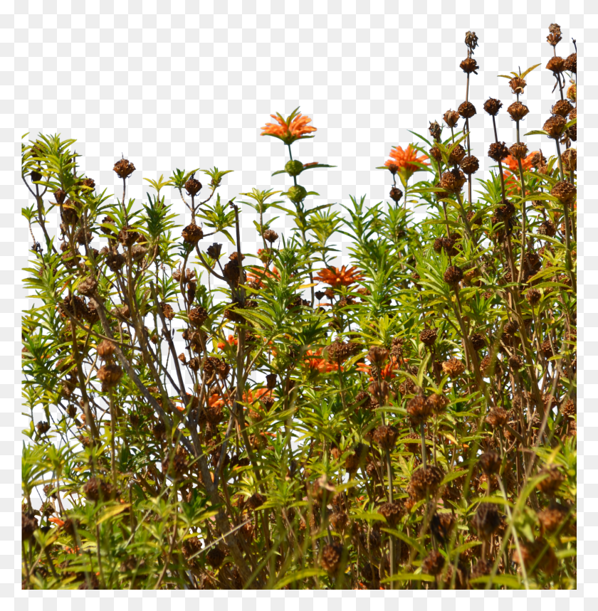 1601x1640 Wild Flowers HD PNG Download