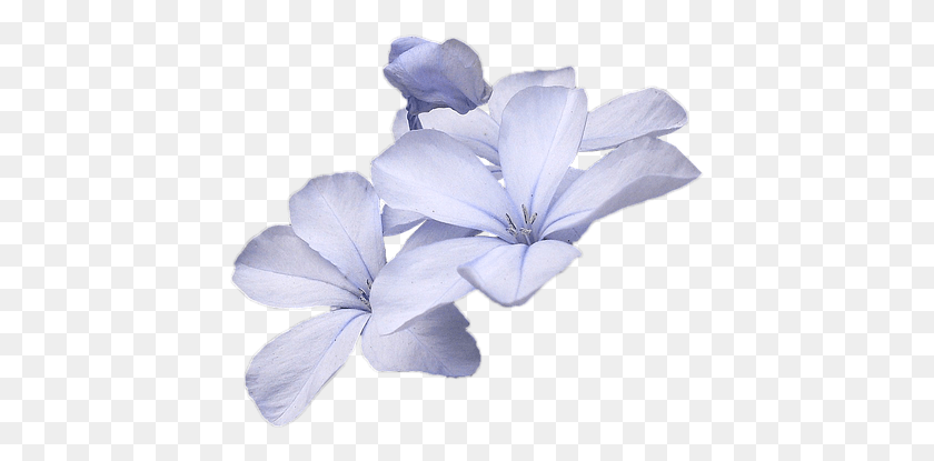 427x355 Полевые Цветы Синий Полевой Цветок Цветы Природа Stock.xchng, Герань, Растение, Цветение Hd Png Скачать