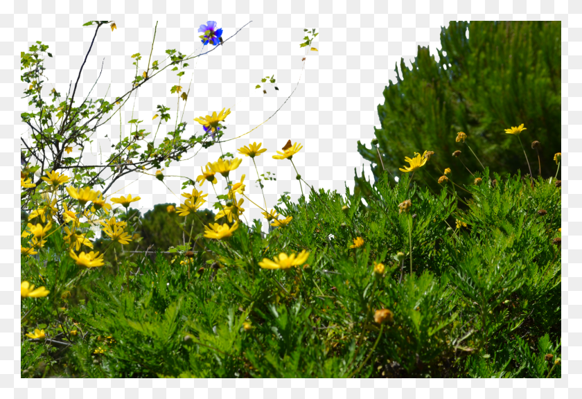 1600x1060 Wild Flowers Format Backgrounds Flower Trees, Plant, Nature, Outdoors HD PNG Download